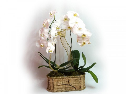 Orquidea Cascata Branca com 2 Hastes