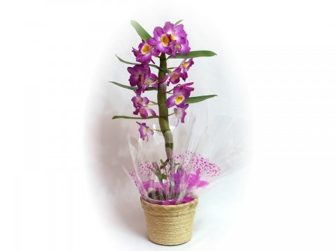 Orquidea Dendoblio