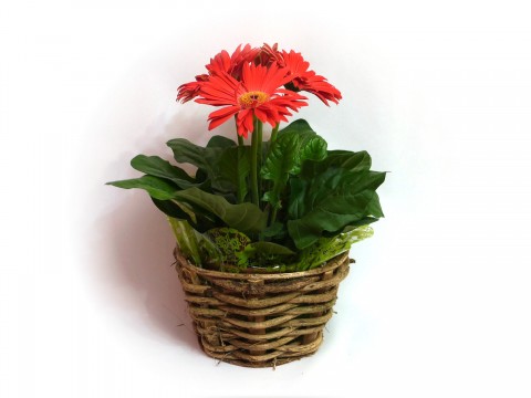 Gerbera Vermelha