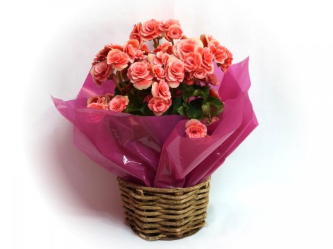 Begonia Rosa