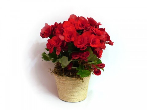 Begonia Vermelha