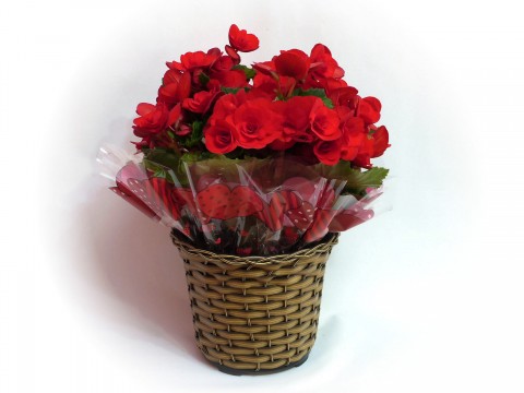 Begonia Vermelha