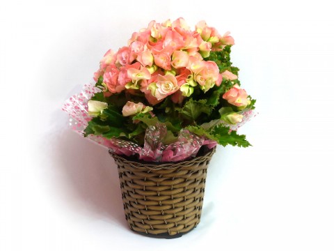 Begonia Rosa