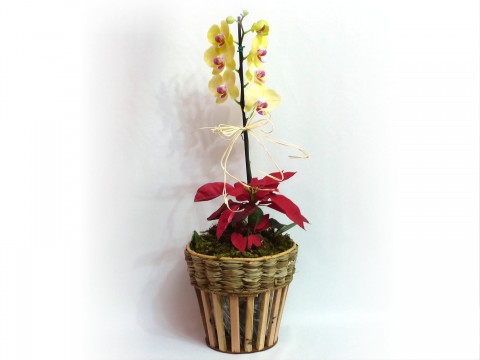 Orquidea Amarela