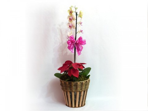 Orquidea