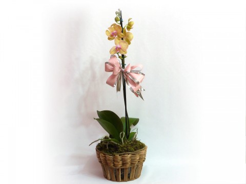 Orquidea