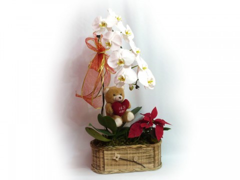 Orquidea Cascata de 1 Haste com Ursinho