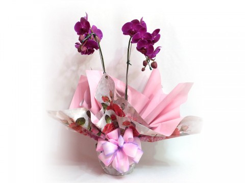 Orquidea