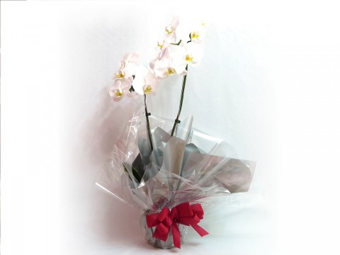 Orquidea
