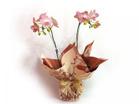 Orquidea