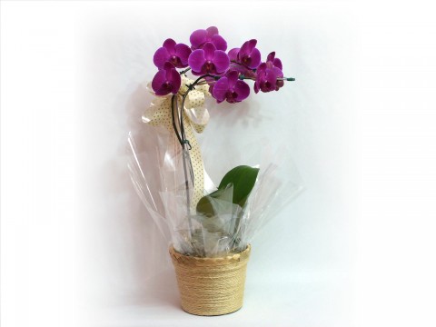 Orquidea